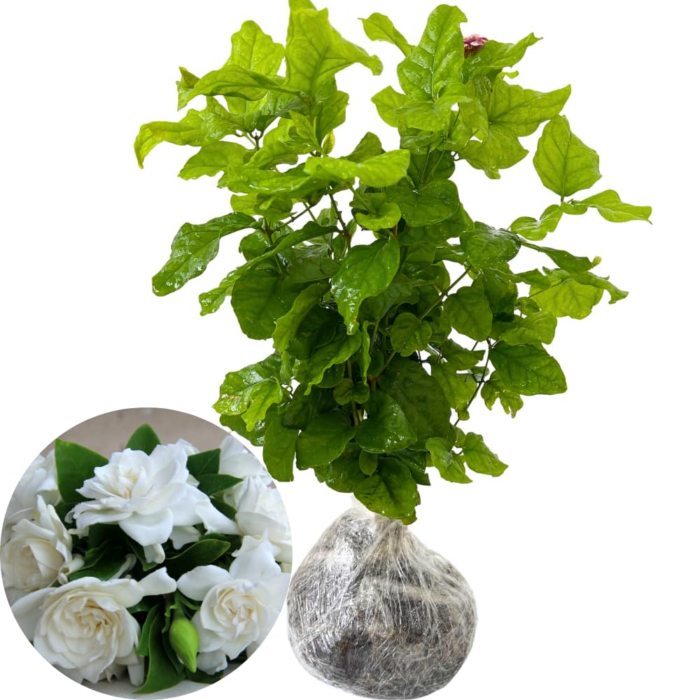 Amazon.com : 2 Cape Jasmine Plants Live, 5 to 6 Inc Long